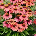 Echinacea SENSATION CORAL® kv4