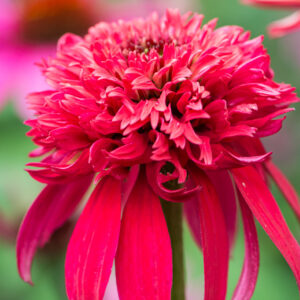 Echinacea purpurea sombrero® DOUBLE CRANBERRY kv2