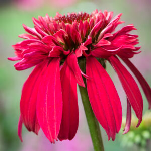 Echinacea purpurea sombrero® DOUBLE CRANBERRY kv3