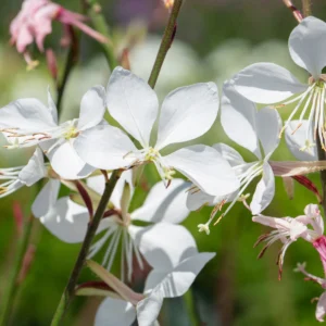 Gaura lindheimeri ELURRA WHITE kv