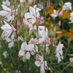 Gaura lindheimeri ELURRA WHITE kv2