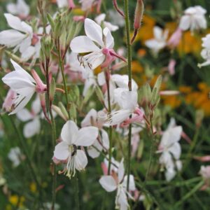 Gaura lindheimeri ELURRA WHITE kv2