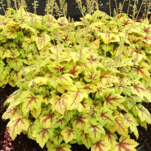 Heuchera STOPLIGHT kv2