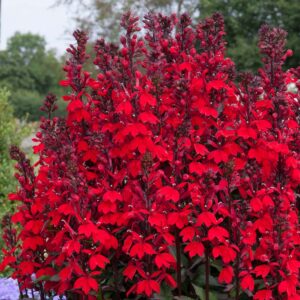 Lobélia speciosa STARSHIP SCARLET BRONZE LEAVED 3