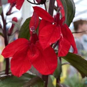 Lobélia speciosa STARSHIP SCARLET BRONZE LEAVED
