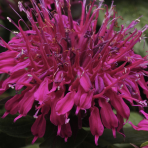 Monarda Didyma Balmy PURPLE RED kv1