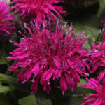 Monarda Didyma Balmy PURPLE RED kv2