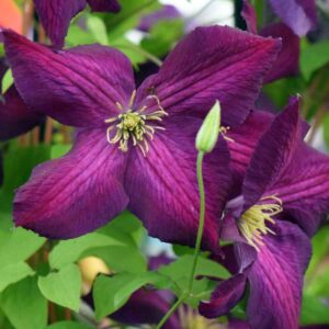 Plamienok JACKMANII PURPUREA 2