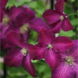 Plamienok JACKMANII PURPUREA