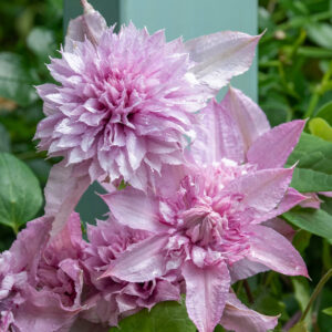 Plamienok MULTI PINK 2