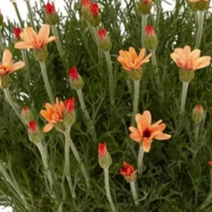 Rhodanthemum ZAGORA ORANGE 4