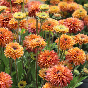 Rudbeckia RUDY DOUBLE ROSE YELLOW kv