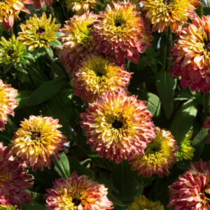 Rudbeckia RUDY DOUBLE ROSE YELLOW kv5