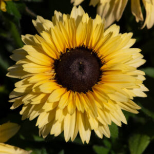 Rudbeckia RUDY DOUBLE YELLOW LEMON kv3