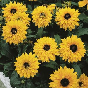 Rudbeckia RUDY DOUBLE YELLOW LEMON kv3