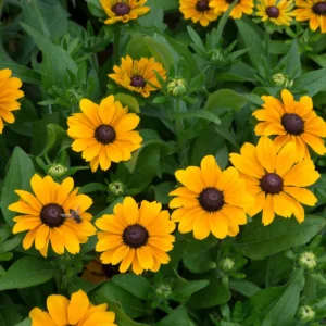 Rudbeckia hirta TOTO® GOLD kv