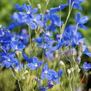 Stračonôžka GRANDIFLORUM OCEAN TIARA BLUE 2