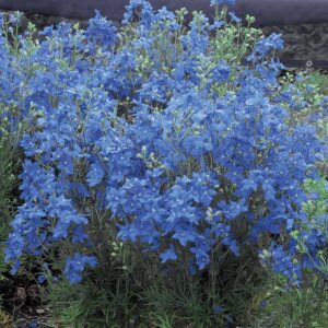 Stračonôžka GRANDIFLORUM OCEAN TIARA BLUE