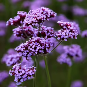 Železník argentínsky VIOLET BLUE 2