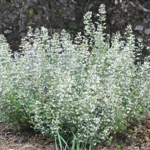nepeta MARULKA 2