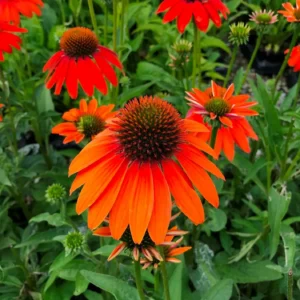 Echinacea LAKOTA ORANGEkv