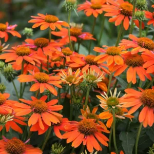 Echinacea LAKOTA ORANGEkv2