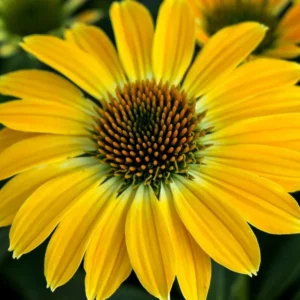 Echinacea Purpurea SOMBRERO® COMPACT YELLOWkv