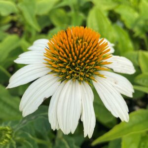 Echinacea purpurea POWPOW™ WHITEkv