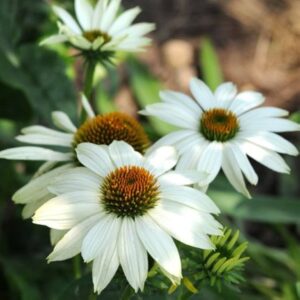 Echinacea purpurea POWPOW™ WHITEkv2