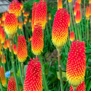 Fakľovka RED HOT POKER kv