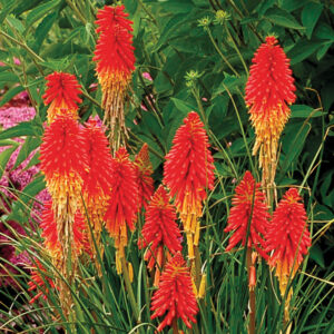 Fakľovka RED HOT POKER kv2
