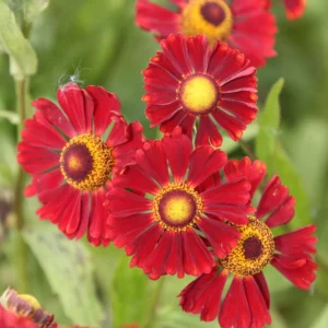 Helenium Autumnale Helena RED SHADESkv