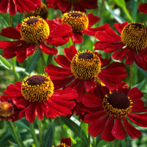 Helenium Autumnale Helena RED SHADESkv2