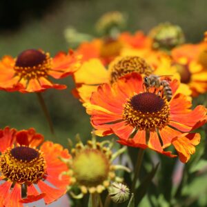 Helenium COPPERkv
