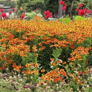 Helenium COPPERkv2