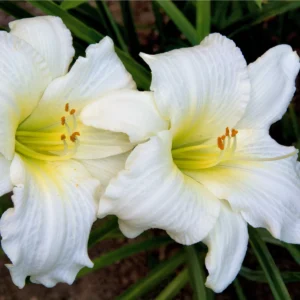 Ľaliovka WHITE TEMPTATION kv2
