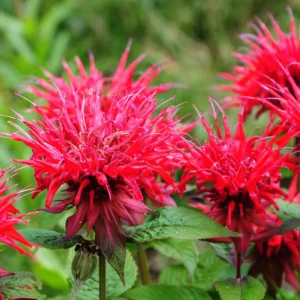 Monarda Didyma RED SHADESkv