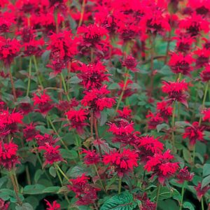 Monarda Didyma RED SHADESkv2