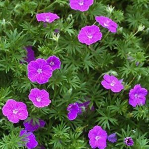 Pakost-krvavy-VISION-VIOLET-2