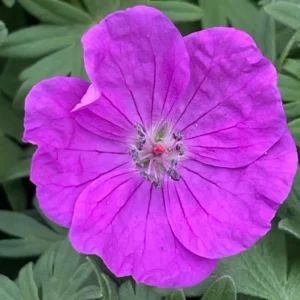 Pakost krvavý VISION VIOLET