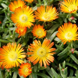 Poludnovka-WOW®-Orange-Wonder-kv3