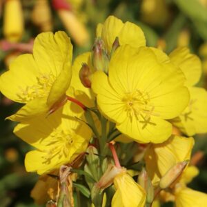Pupalka-stvorhranna