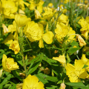 Pupalka-stvorhranna-kv2