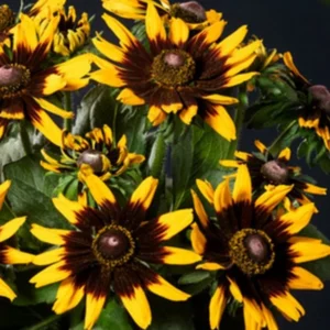 Rudbeckia RUDY MINI YELLOW BLACKkv2