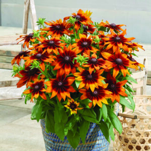 Rudbeckia RUDY SUNSET kv2