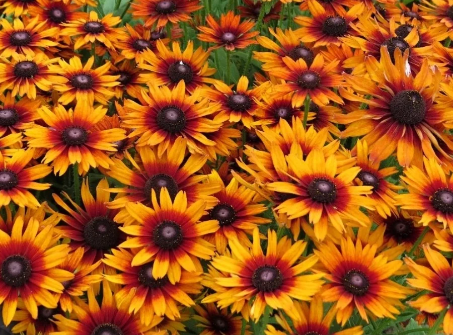Rudbeckie