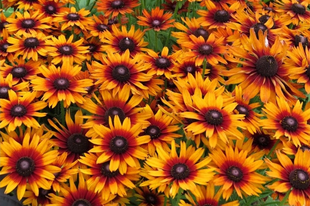 Rudbeckie