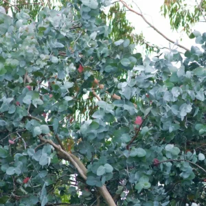 Eucalyptus GUNNIIkv2