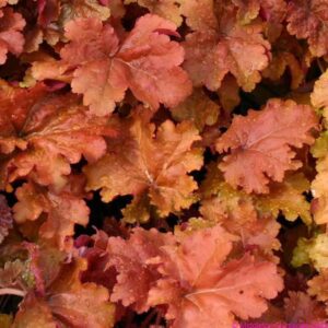 Heuchera CREME BRULEEkv2