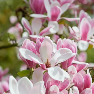 Magnólia FRAGRANT CLUODkv2